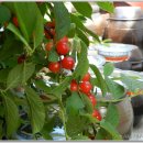 앵두나무우물가에 이미지