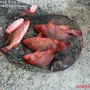 대부도바다낚시터 2026년 8월 14일 금요일 자바리 홍돔 돗돔 병어 점성어등 조황 및 연휴긴 붉바리 홍돔 병어 돗돔 점성어 대량방류 이미지