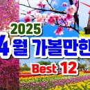 25년 4월 가볼만한 여행지, 4월 여행지 베스트 12, 봄꽃축제, 봄여행지 추천, 꽃잔디축제, 유채꽃축제, 진달래축제, 이미지