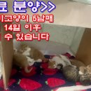 대전 아기고양이 5마리 무료 분양 중...5 kittens in Daejeon are on sale for free... 이미지
