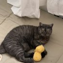 씨유일산사거리점 | 2022년 7월 일기 2 │푸르름이 가득한 세상