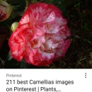 판매ㅡ56번 동백꽃 명: 마가렛 데이비스 피코티/Margaret Davis Picotee (장미-카네이션 피기 중투 채색화) 이미지