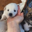 동네강아지 이미지