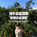 제주 감귤체험 하례 감귤체험농장 타이벡 감귤 따기 체험 대만족 후기
