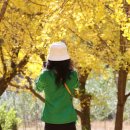 은행나무농장 이미지