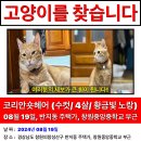 고양이 찾습니다!! (창원반지동) 이미지