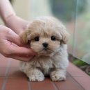 냥냥스토리 광주고양이분양 | 장성강아지분양 미유펫 방문으로 결정을 해버렸죠