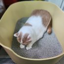 에쓰클래스