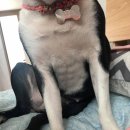 루루 반려견 이미지