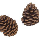 Pine cone 이미지