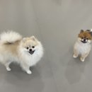 놀러오개 애견유치원 애견호텔 김해점 이미지