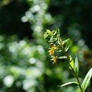 닭의난초 Orchidaceae (난초과) ＞ Epipactis (닭의난초속) ＞ thunbergii (닭의난초) 이미지