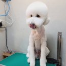 고품개 이미지