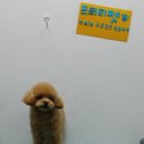 남지애견샵 이미지