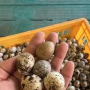 풍세메추리농장 이미지