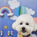 멍블리 펫 이미지