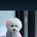 뽀삐 애견샵 이미지
