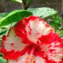히비스쿠스(Hibiscus) 교차 수분(Cross Pollination) 이미지