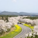 가시리 유채꽃길 이미지