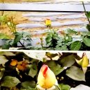 죽어가는 은행나무의 교훈(경향신문) / [빛명상] 마음을 읽는 장미 / 은혜 갚은 나무 / 햇살과 나무의 속삭임 / 살아 숨쉬는 모든 이미지