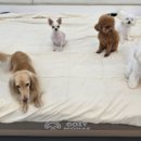 다온멍스쿨 네이버블로그