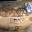 경기도 양평군 사랑나무어린이집 | 아이랑 주말 이색체험 양평 &#39;굼프로곤충체험학습농장&#39;