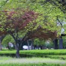 향기바람 Daum카페