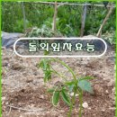 아라농원