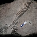 국내 첫 발견, 화성 뿔공룡, 화석, 천연기념물 된다 이미지