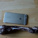 칠복농장 | [정살롱 수제간식] 사슴정강이뼈 리뷰!!