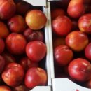 신비농장 이미지