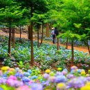 별망성지 | 여름 수국길, 지금 가야 예쁜 수국 명소 모음🌸