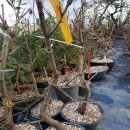 하얀농장 이미지