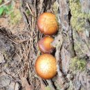 기계봉좌마을 이미지