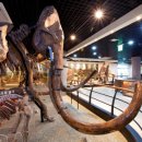 안면도쥬라기공원 이미지