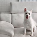 뽀뽀애견 | 뽀뽀랑 애견동반캠핑장 - 고고캠