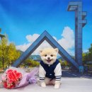 강아지풍경 이미지