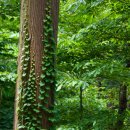 축령산편백나라 이미지
