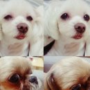 다빈치동물병원 이미지