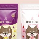 츄츄애견 이미지