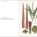 Martius 의 아름다운 야자수들 - Book of palms (야자수책) 이미지