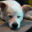 24시 수 동물메디컬센터 이미지