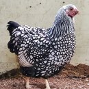 실버 레이스드 와이언도트(Silver Laced Wyandotte) 이미지