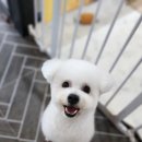 도그런살롱 이미지