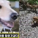 산책 동물병원 이미지
