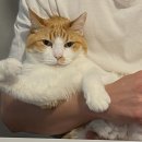 금자옛날떡볶이 대구용산점 | (똑똑) 여기 저,,, 살아있어요,,