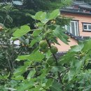 큰승주약국 이미지