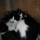 고양이동산 이미지