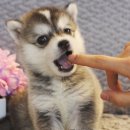 울산 제이앤독 애견샵 이미지