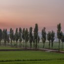 미루나무풍경 이미지